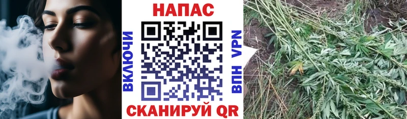 Каннабис план Новороссийск